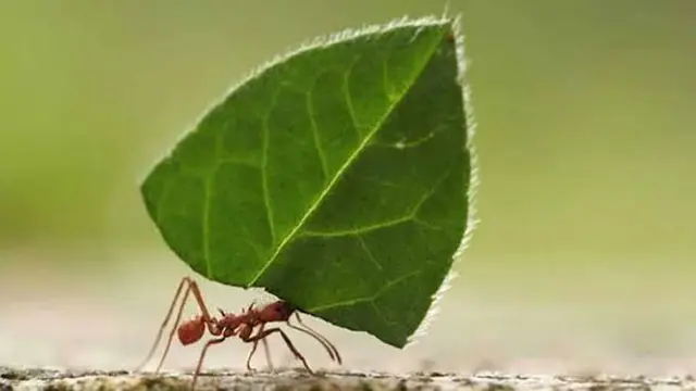 Ilustrasi semut