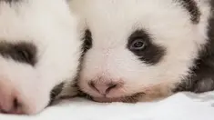 Dua anak panda kembar berusia dua bulan terlihat kebun binatang Zoologischer Garten di Berlin (1/11/2019). Dua anak panda kembar yang lahir pada tanggal 31 Agustus 2019 merupakan anak dari panda betina Meng Meng. (Stringer/Zoo Berlin/AFP)