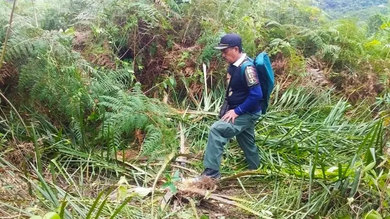 Pohon sawit muda yang tumbang karena dimakan gajah liar di Kabupaten Indragiri Hilir.