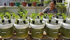 Ide Ternak Hewan mini di Ember untuk IRT agar Tidak Sering Beli Lauk di Pasar (Image by Gemini AI)