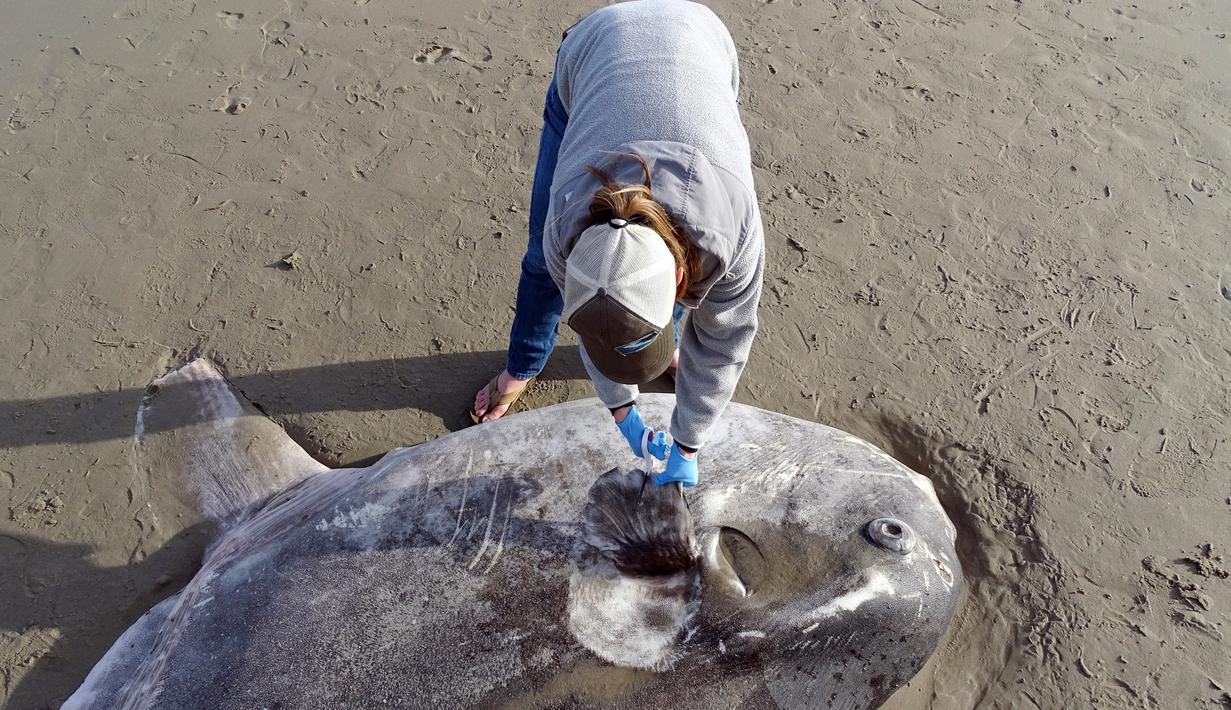 Seorang ahli konservasionis, Jessica Nielsen memeriksa hoodwinker sunfish yang terdampar di pantai Santa Barbara, California, (21/2). Ikan sebesar 2,1 meter pertama kali muncul di halaman Facebook Coal Oil Point. (Thomas Turner, UC Santa Barbara via AP)