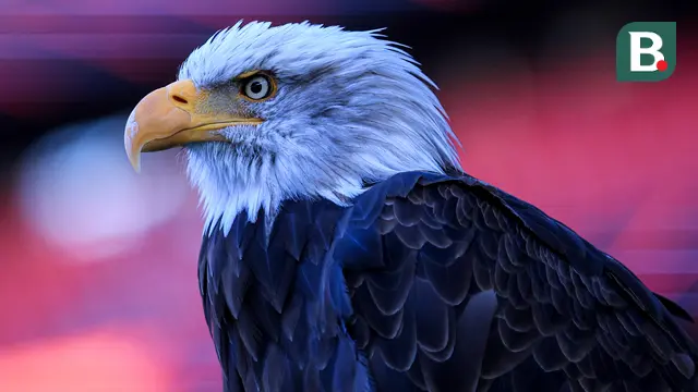 Burung Elang di Estadio Da Luz