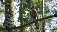 Elang Jawa di Taman Nasional Gunung Halimun Salak, Bogor.