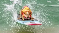 Seekor anjing, Skyler Henard bersaing dalam kompetisi Surf City Surf Dog di Huntington Beach, California pada 28 September 2019. Para anjing menunjukkan keahlian mereka dengan menaklukkan ombak setinggi satu sampai tiga kaki. (Kyle Grillot / AFP)