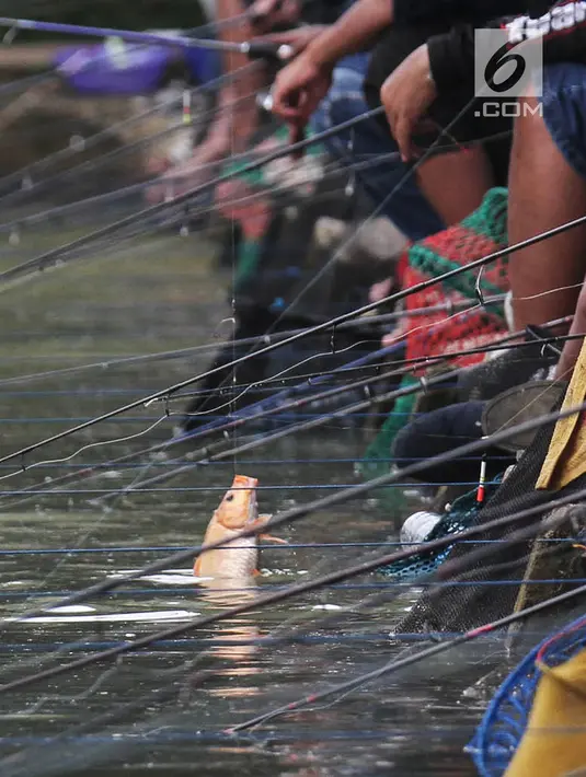 Seekor ikan berhasil dipancing peserta turnamen Jurnalis Mancing Indonesia di Kolam Pemancingan Deluna, Depok, Sabtu (6/4). Turnamen yang diikuti 120 peserta se-Jabodetabek dan Bandung memperebutkan piala Menteri Desa PDTT dan total uang tunai Rp 32 juta. (Liputan6.com/HO/Eko)