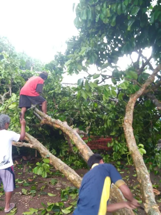 Dahan pohon duku berusia tua patah dan menimpa rumah di Sumbang, Banyumas. (Foto: Liputan6.com/BPBD Banyumas/Muhamad Ridlo)