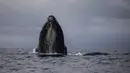 Paus bungkuk muncul ke permukaan di perairan Bahía Solano, Kolombia, Selasa, 29 Agustus 2023. (AP Photo/Ivan Valencia)
