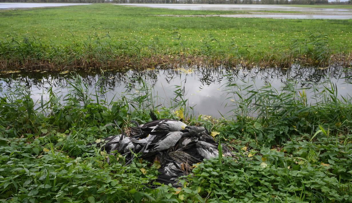 Seekor burung bangau yang diduga mati karena flu burung tergeletak di sebuah ladang dekat Linum, Jerman timur, pada 24 Oktober 2025. (RALF HIRSCHBERGER/AFP)
