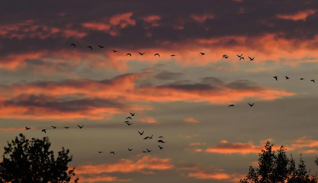 Kawanan angsa terbang saat senja di atas Teufelsmoor, Gnarrenburg di utara Jerman, 16 Oktober 2018. Burung angsa kerap terbang secara bergerombol untuk melakukan migrasi jarak jauh. (Photo by Patrik STOLLARZ / AFP)