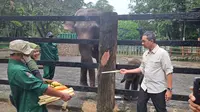 Penjabat (Pj) Gubernur DKI Jakarta Heru Budi memberi nama anak gajah sumatera dan jerapah di Taman Margasatwa Ragunan pada Jumat (3/2/2023). (Merdeka.com/ Lydia Fransisca)