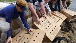 Kristen Hannigan, pelatih senior di Georgia Aquarium melepaskan anak penguin ke pantai di Stony Point, Cape Town, Afrika Selatan (8/12). Ratusan anak penguin tersebut telah direhabilitasi oleh Yayasan (SANCCOB). (Reuters/Georgia Aquarium/Addison Hill)