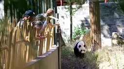 Xing Ya, ayah dari anak panda raksasa Fan Xing, terlihat di Kebun Binatang Ouwehands, Rhenen, Belanda, Jumat (14/8/2020). Anak panda raksasa yang lahir pada 1 Mei di Kebun Binatang Ouwehands Belanda itu dinamai Fan Xing. (Xinhua/Sylvia Lederer)