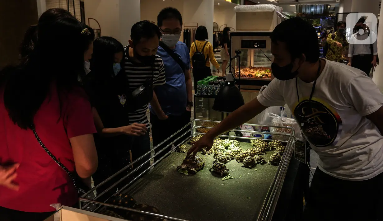 Pengunjung melihat koleksi yang dipamerkan dalam Exotique Pet Expo di Senayan Park, Jakarta, Kamis (28/10/2021). Pameran bagi pecinta reptil ini digelar dari tanggal 27 hingga 31 oktober 2021 mendatang. (Liputan6.com/Johan Tallo)