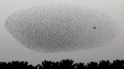 Burung-burung jalak terbang berkelompok di dekat bangau membentuk pola sebelum hinggap untuk beristirahat di wilayah Jordania, Tepi Barat r pada 2 Januari 2020. Fenomena ini disebut murmuration, yakni ketika kawanan besar burung migran membentuk pola penerbangan. (MENAHEM KAHANA/AFP)