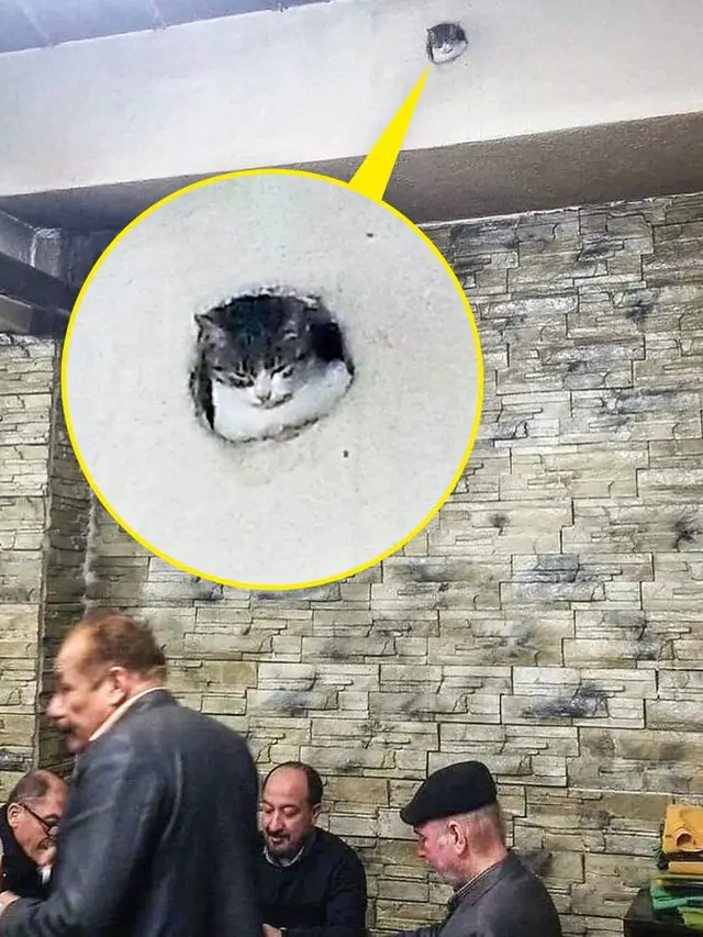 7 Potret Menggemaskan Kucing Pura-Pura Lagi Kerja