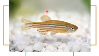 Zebrafish dan Medaka, Ikan-Ikan Kecil yang Bisa Bantu Penelitian Obat Skala Besar