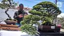 Koleksi pohon bonsai yang dipamerkan dalam acara Jengbreng BSC di kawasan Sawangan, Depok, Jawa Barat, Minggu (6/3/2022). Pameran tersebut diikuti oleh 200 peserta dari Jabodetabek. (merdeka.com/Iqbal S. Nugroho)