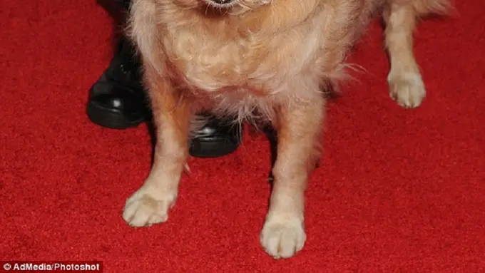 Anjing Terakhir Penyelamat Tragedi 11 September Disuntik Mati