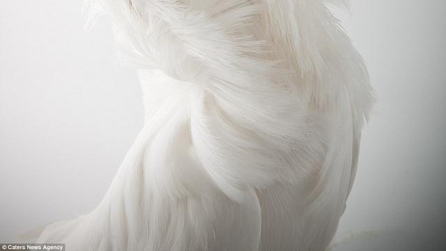 10 Burung Merpati Hias Yang Memanjakan Mata Lifestyle Fimela Com