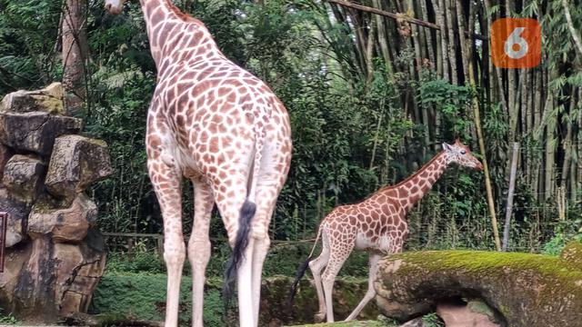 Ilustrasi satwa, binatang, hewan, jerapah. (Liputan6.com/Tanti Yulianingsih)