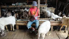Seorang pedagang mencatat penjualan kambing di Pasar Kambing Tanah Abang, Jakarta, Minggu (11/9). Satu hari jelang Idul Adha 1437 H, pedagang di pasar itu bisa menjual 70-90 ekor per hari dari harga Rp 2 juta hingga 5 juta. (Liputan6.com/Faizal Fanani)