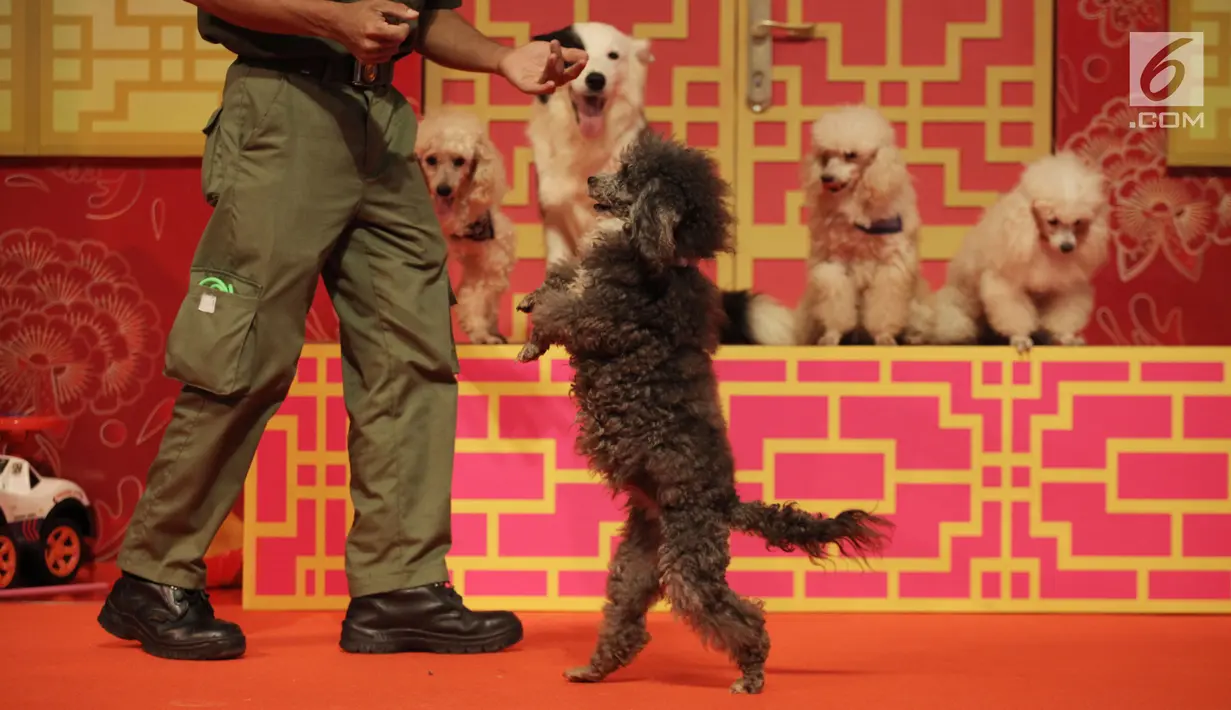 Seekor anjing berdiri saat melakukan pertunjukan pada pembukaan event Imlek "Lucky New Year, Lucky You" di salah satu pusat perbelanjaan di Jakarta, Jumat (2/2). (Liputan6.com/Arya Manggala)