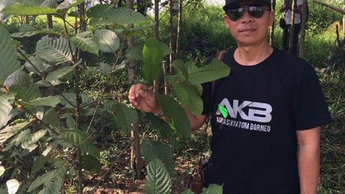Tanaman Kratom (Mitragyna speciosa), banyak tumbuh liar dan mulai dibudidayakan setelah diketahui banyak manfaat untuk pengobatan. (foto: liputan6.com/jawapos.com)
