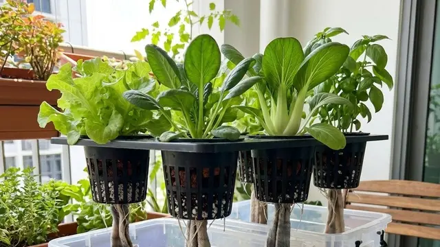 Kebun Sayur Rumah dengan Sistem Siram Otomatis