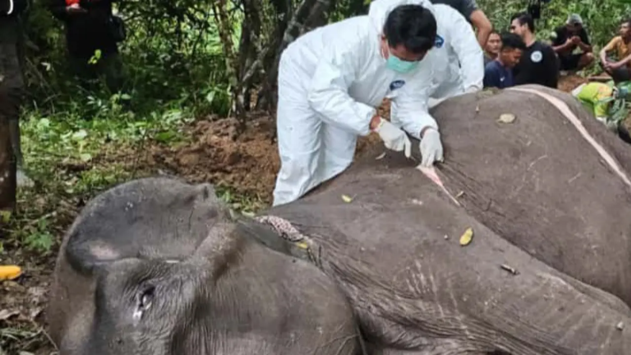 Gajah betina jinak binaan Balai TNWK bernama Dona, mati di Camp Elephant Response Unit (ERU) Bungur