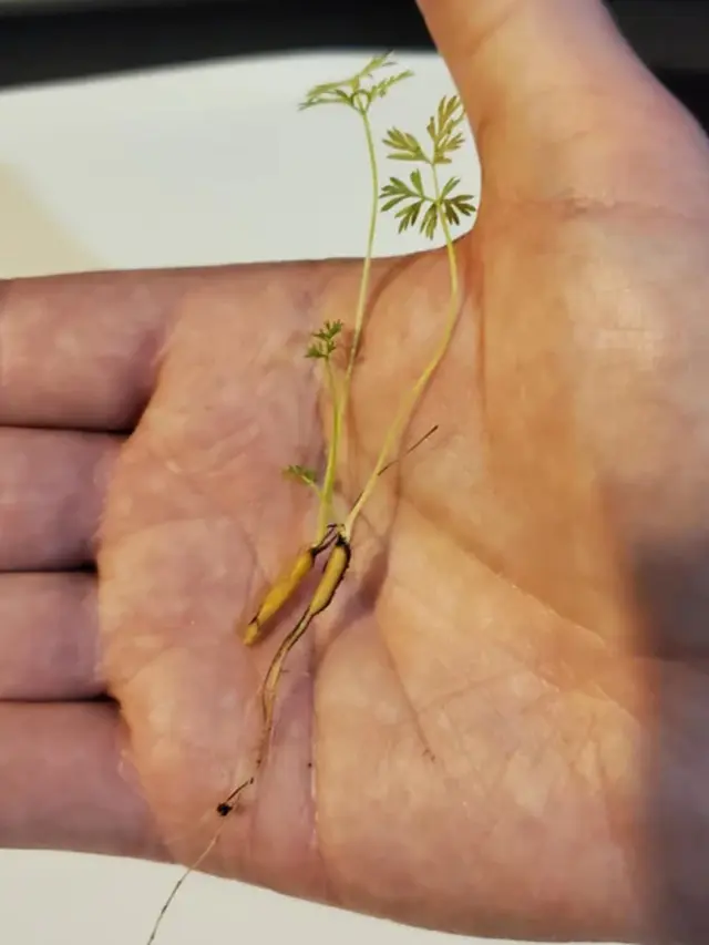 8 Potret Hasil Panen Gagal Ini Ukurannya Super Mini, Bikin Capek Berkebun