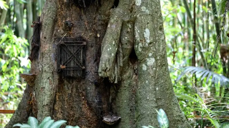 Kuburan Bayi di Batang Pohon Tarra Bikin Bulu Kuduk Bergidik