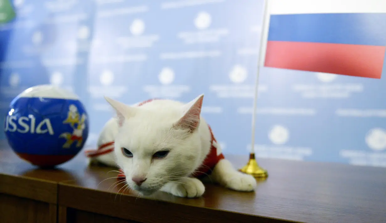 Suasana saat kucing bernama Achilles memprediksi hasil pertandingan sepak bola antara Rusia dan Arab Saudi di Saint Petersburg, Rusia, Rabu (13/6). Metode yang digunakan Achilles adalah dengan memilih salah satu mangkuk berisi makanan. (Olga Maltseva/AFP)