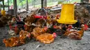 Ayam beristirahat di peternakan unggas di Temerloh, Pahang, Malaysia, Selasa (31/5/2022). Perdana Menteri Malaysia Ismail Sabri Yaakob mengatakan pada 23 Mei, Malaysia akan menghentikan ekspor 3,6 juta ayam sebulan mulai 1 Juni dan seterusnya di tengah melonjaknya harga dan kekhawatiran pasokan. (Mohd RASFAN/AFP)