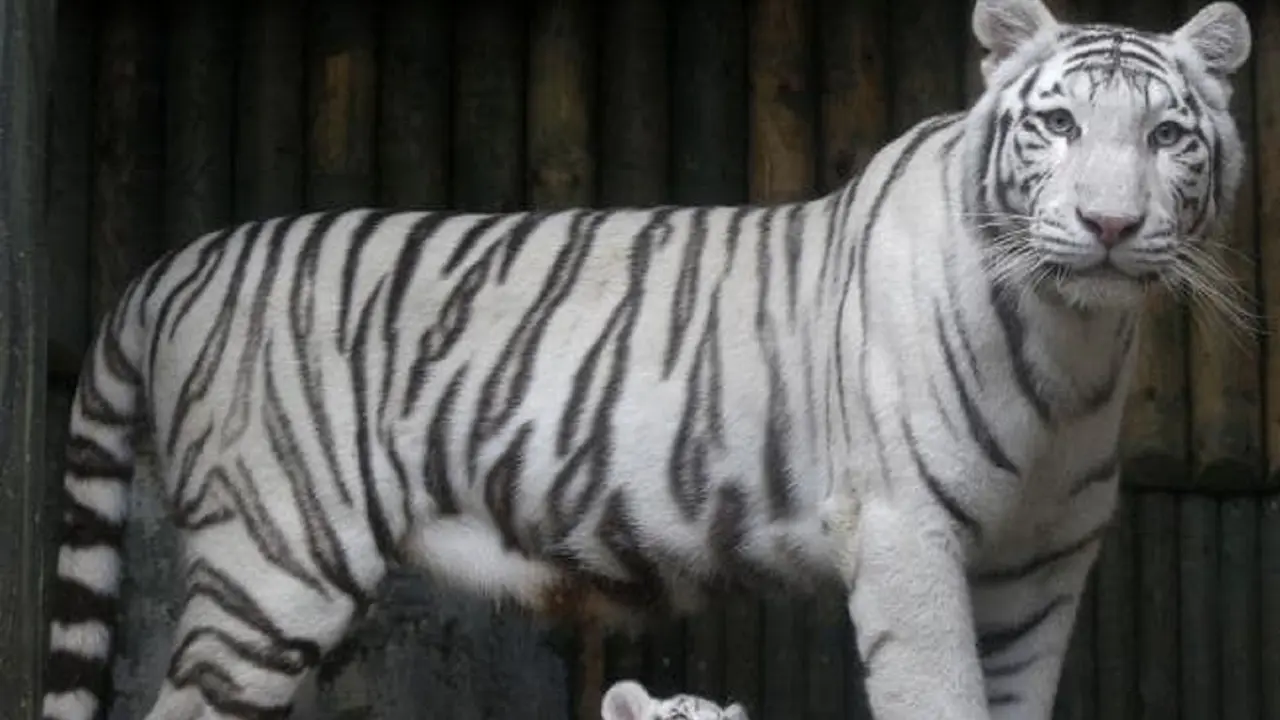 Harimau Putih