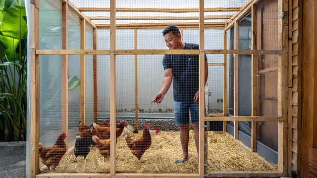 Cara Ternak di Rumah Tanpa Mengganggu Tetangga (Foto: Reve Art AI)