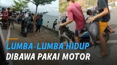 Video dua orang pemuda menggunakan motor membawa seekor lumba-lumba hidup viral di media sosial.