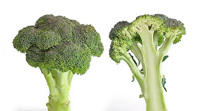 Sayuran dengan Kandungan Protein Tertinggi yang Bisa Ditanam Sendiri