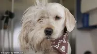Make Over Anjing Tunawisma jadi Binatang Peliharaan
