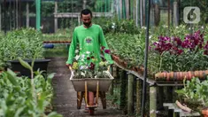 Pekerja membawa pohon Anggrek di tempat pengembangan anggrek Gino Nursery, Kaliurang, Bogor, Selasa (4/1/2021). Anggrek yang sudah berbunga siap dijual online maupun offline dengan kisaran harga dari 30 ribu rupiah hingga mencapai jutaan rupiah tergantung jenisnya. (Liputan6.com/Johan Tallo)