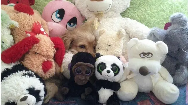 7 Foto Aksi Anjing dan Kucing Bersembunyi Ini Gemas Banget