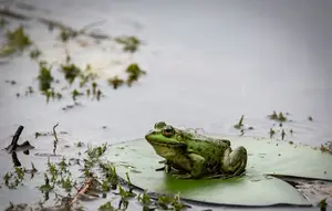 Spesies Katak Baru Ditemukan di Hutan Amazon