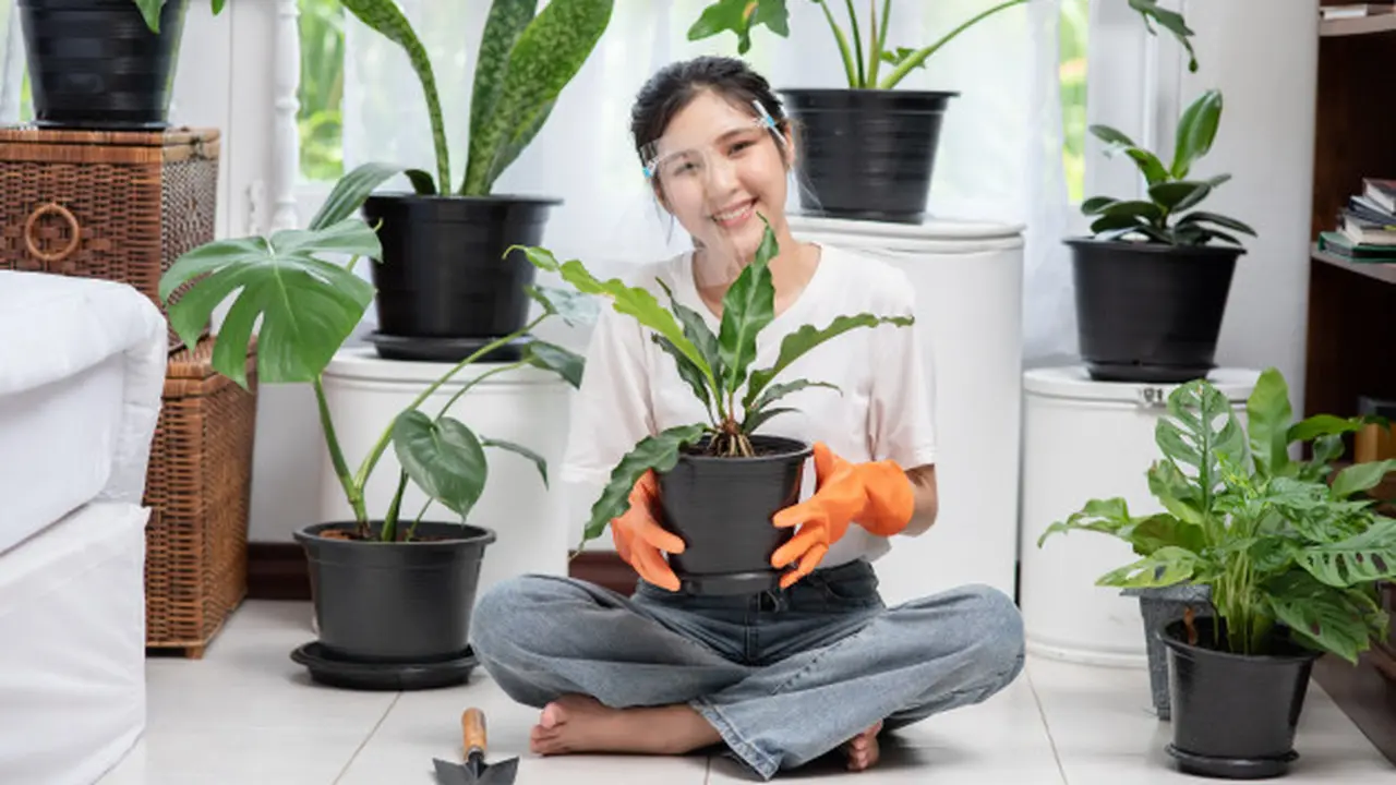 Tanaman Hias Daun
