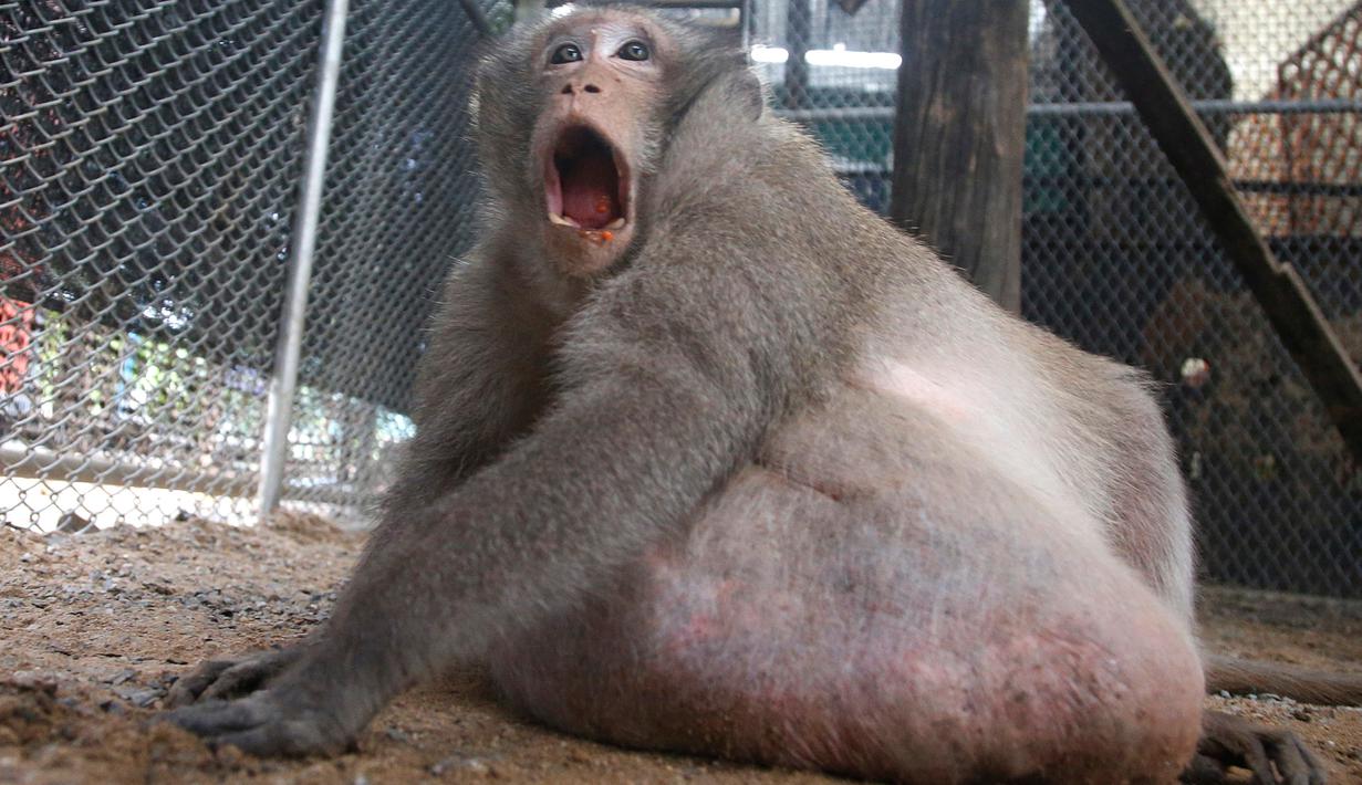 20 Gambar Lucu Cinta Monyet Ktawacom Ayo Ketawa