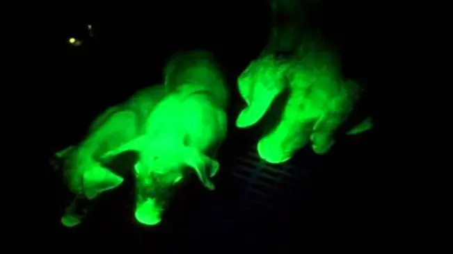 Babi berpendar yang diciptakan dengan injeksi DNA ubur-ubur pada janin babi. (Sumber YouTube/The Blue and Gold)