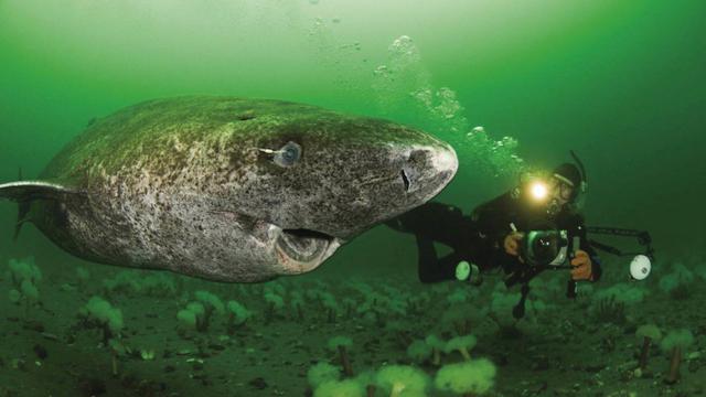10 Hiu Laut Dalam yang Jarang Dilihat Manusia, Monster Mengerikan ...
