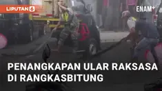 Peristiwa penangkapan ular terjadi di Jalan Hardiwinangun, Rangkasbitung,  Sabtu (2/3/2024). Warga sekitar berhasil menangkap ular berukuran jumbo
