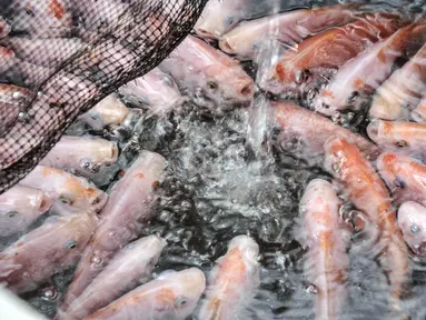 Sejumlah ikan nila berkumpul saat diberi pakan di kolam budi daya ikan Samawa Fish, Pondok Kelapa, Jakarta, Selasa (15/2/2022). Budi daya ikan yang diinisiasi sejumlah warga Menara Samawa ini guna menjaga ketahanan pangan di tengah pandemi bagi sesama penghuni rusun. (merdeka.com/Iqbal S. Nugroho)