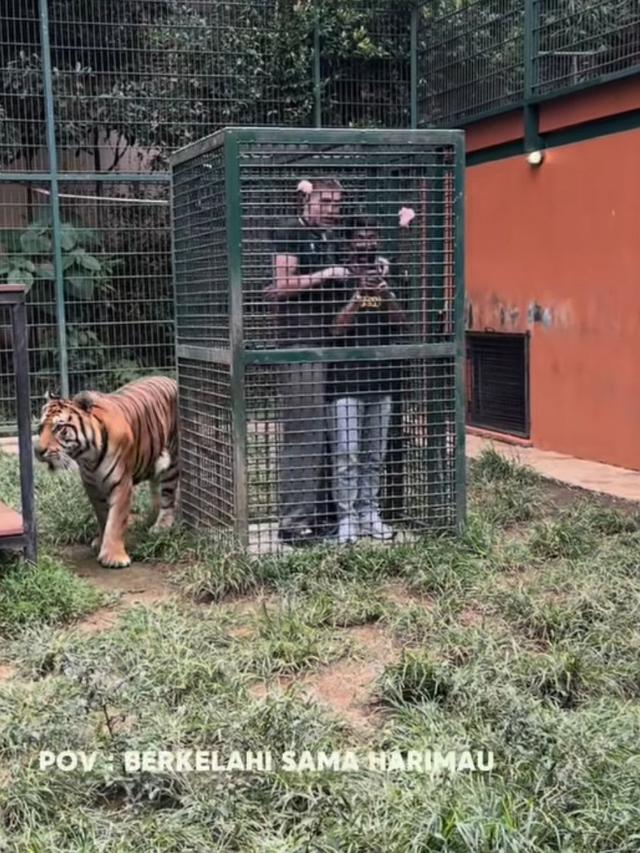 5 Potret Aisar Khaled Nekat Masuk Kandang Harimau Milik Alshad Ahmad, Berujung Panik Minta Ampun (credit: https://www.instagram.com/aisar_khaledd/)