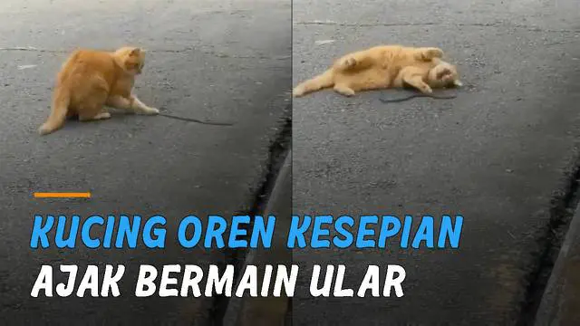 VIDEO: Aksi Berani Kucing Oren, Tangkap Ular Hanya Untuk Bermain