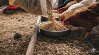 7 Pakan Ternak Ayam Tanpa Modal yang Mudah Didapat, Hemat Biaya untuk Peternak Pemula